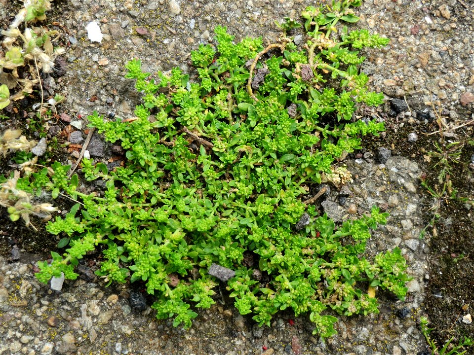Kahles Bruchkraut (Herniaria glabra) am Bahnhof Hockenheim