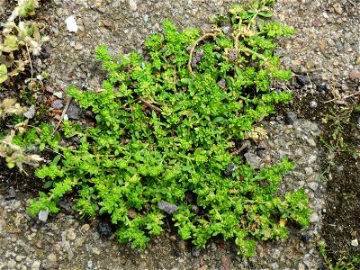 Kahles Bruchkraut (Herniaria glabra) am Bahnhof Hockenheim