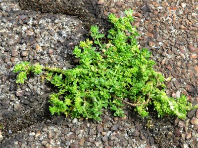 Kahles Bruchkraut (Herniaria glabra) am Bahnhof Hockenheim