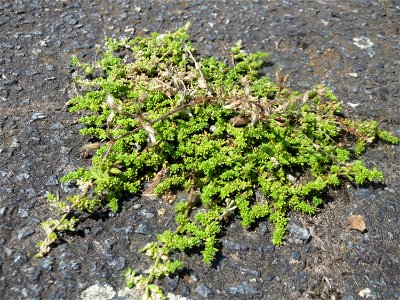 Kahles Bruchkraut (Herniaria glabra) an der A620 in Alt-Saarbrücken