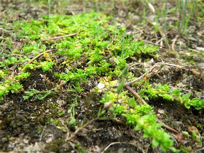 Kahles Bruchkraut (Herniaria glabra) bei Oftersheim