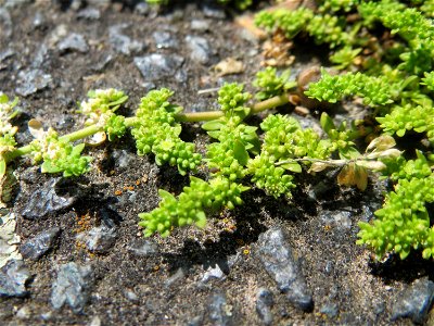 Kahles Bruchkraut (Herniaria glabra) an der A620 in Alt-Saarbrücken