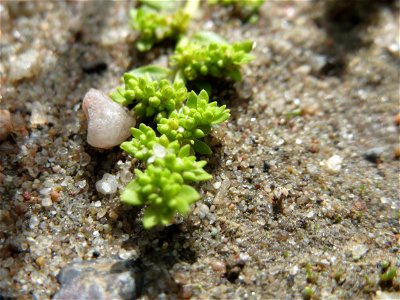 Kahles Bruchkraut (Herniaria glabra) in Hockenheim