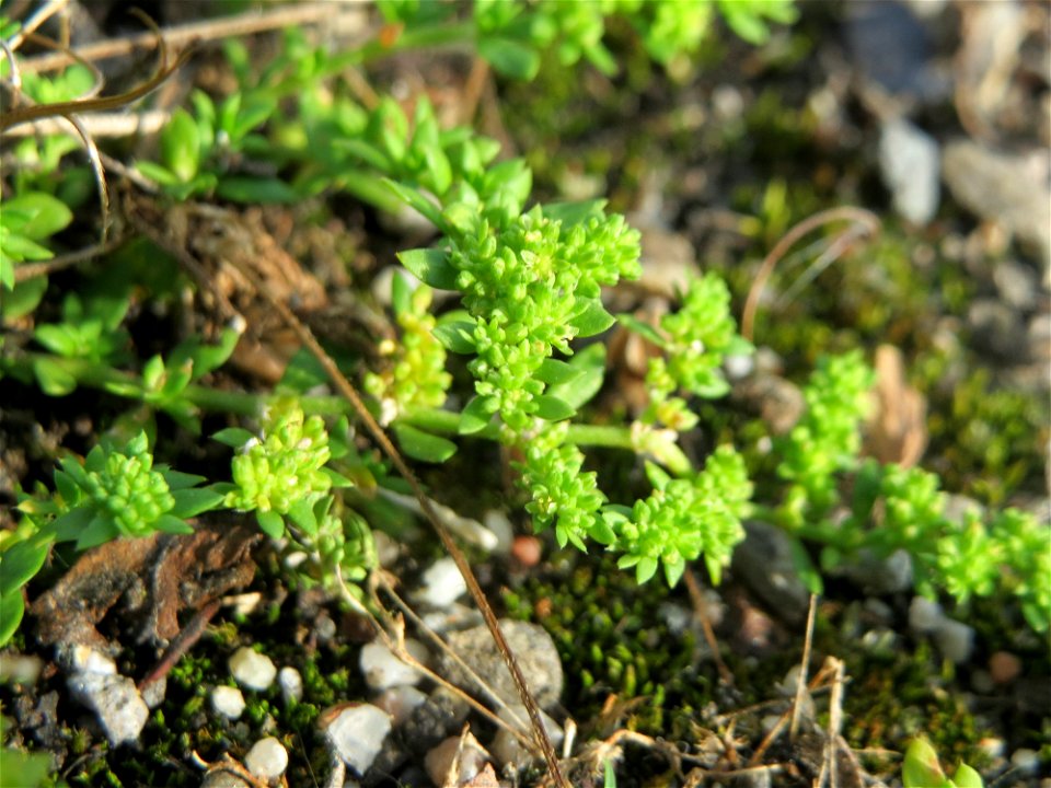 Kahles Bruchkraut (Herniaria glabra) in Hockenheim - häufig auf Pflastersteinen und an Bordsteinkanten, im natürlichen Habitus eher selten