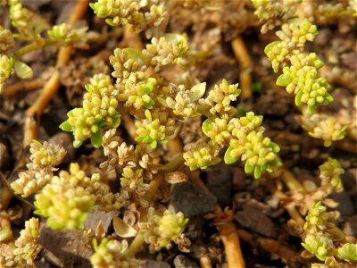 Kahles Bruchkraut (Herniaria glabra) am Osthafen Saarbrücken - auf einem Sand-Trockenrasen oberhalb des Osthafens finden sich einige standorttypische Pflanzen