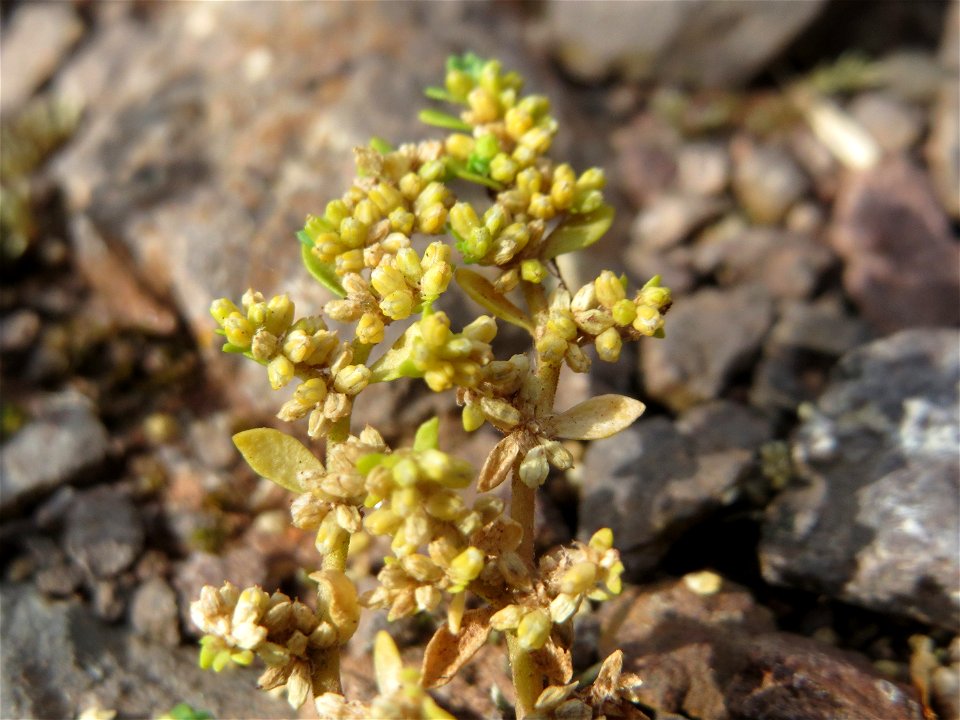 Kahles Bruchkraut (Herniaria glabra) am Osthafen Saarbrücken - auf einem Sand-Trockenrasen oberhalb des Osthafens finden sich einige standorttypische Pflanzen