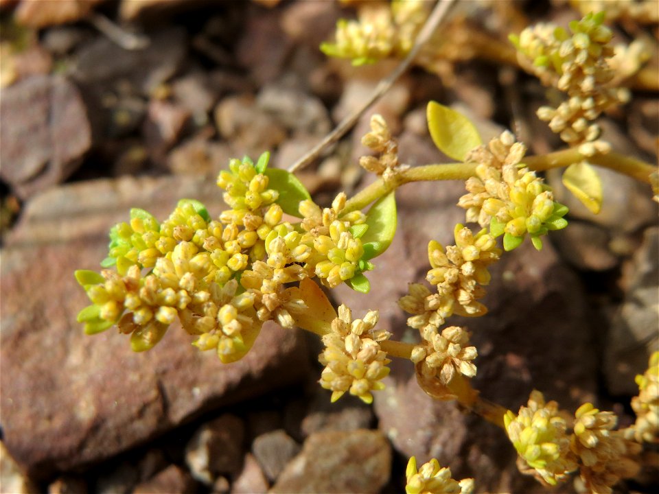 Kahles Bruchkraut (Herniaria glabra) am Osthafen Saarbrücken - auf einem Sand-Trockenrasen oberhalb des Osthafens finden sich einige standorttypische Pflanzen