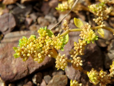 Kahles Bruchkraut (Herniaria glabra) am Osthafen Saarbrücken - auf einem Sand-Trockenrasen oberhalb des Osthafens finden sich einige standorttypische Pflanzen