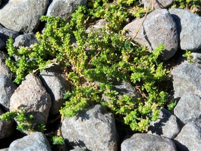 Kahles Bruchkraut (Herniaria glabra) am Bahnhof Bruchmühlbach-Miesau