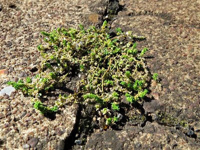 Kahles Bruchkraut (Herniaria glabra) am Bahnhof Saarbrücken Ost