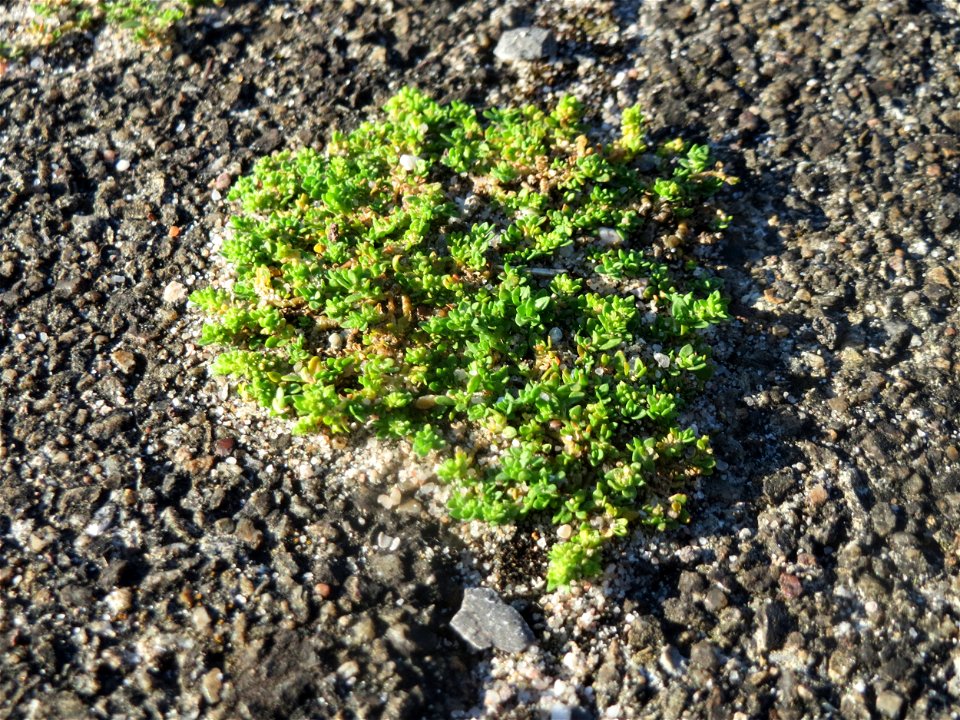 Kahles Bruchkraut (Herniaria glabra) im Bahnhof Hockenheim