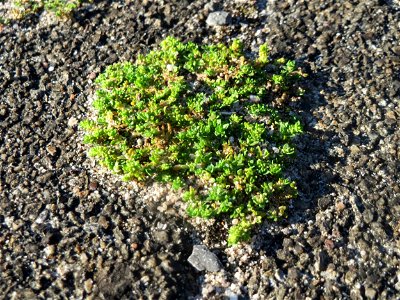 Kahles Bruchkraut (Herniaria glabra) im Bahnhof Hockenheim