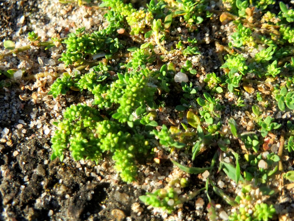 Kahles Bruchkraut (Herniaria glabra) im Bahnhof Hockenheim
