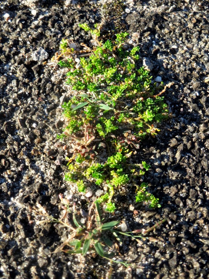Kahles Bruchkraut (Herniaria glabra) im Bahnhof Hockenheim