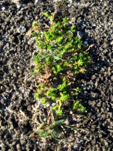Kahles Bruchkraut (Herniaria glabra) im Bahnhof Hockenheim