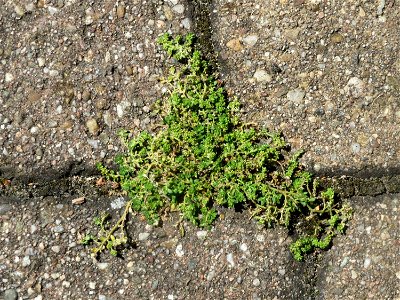 Kahles Bruchkraut (Herniaria glabra) in Hockenheim