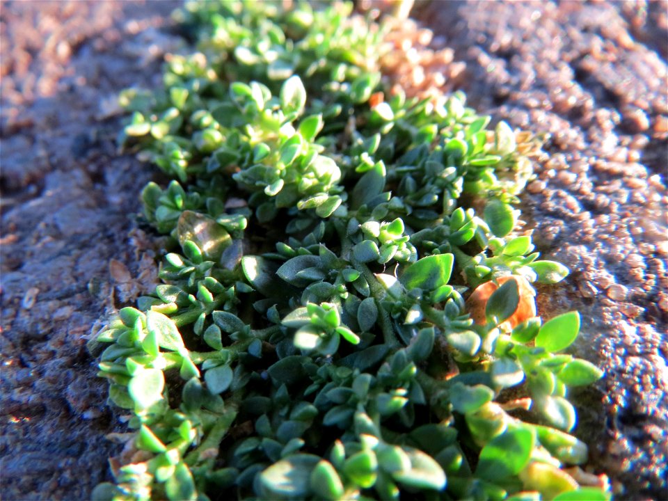 Kahles Bruchkraut (Herniaria glabra) am Bahnhof Neulußheim