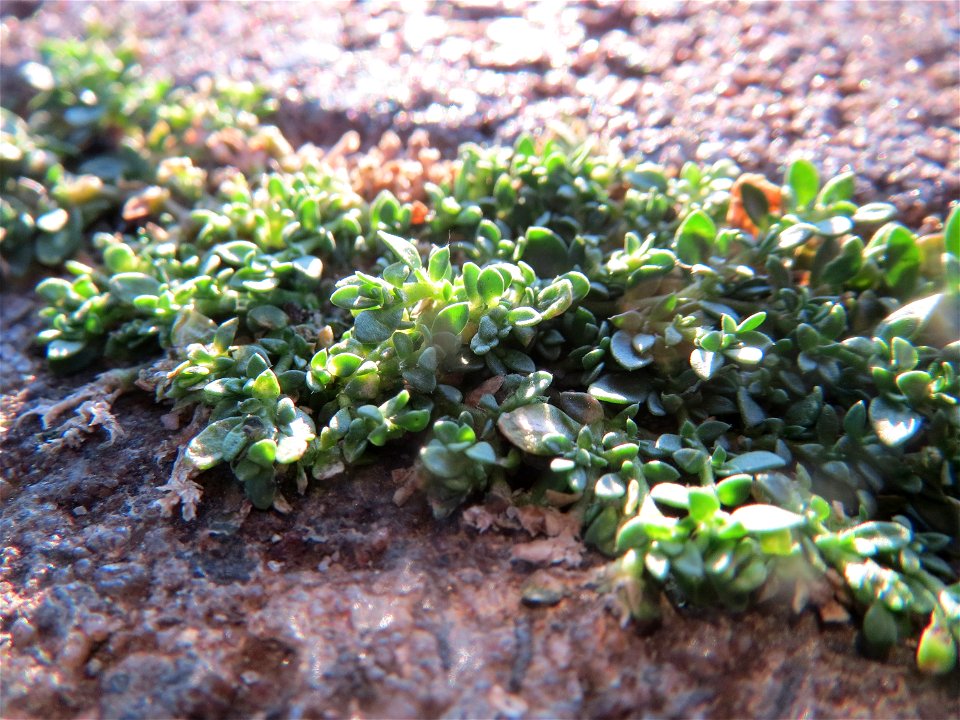 Kahles Bruchkraut (Herniaria glabra) am Bahnhof Neulußheim