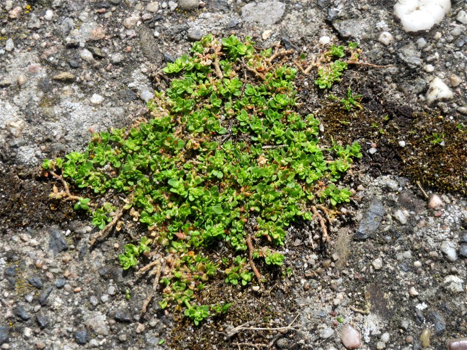 Ritzen-Botanik: Kahles Bruchkraut (Herniaria glabra) in Hockenheim