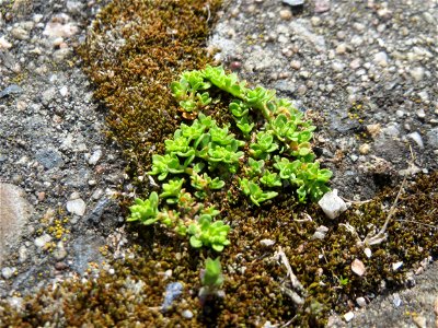 Ritzen-Botanik: Kahles Bruchkraut (Herniaria glabra) in Hockenheim
