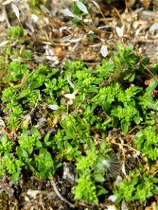 Ritzen-Botanik: Kahles Bruchkraut (Herniaria glabra) in Hockenheim