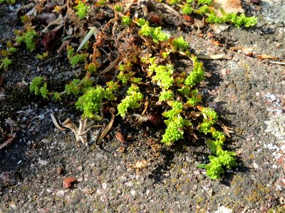 Ritzenbotanik: Kahles Bruchkraut (Herniaria glabra) in Hockenheim