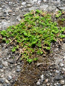 Ritzen-Botanik: Kahles Bruchkraut (Herniaria glabra) in Hockenheim