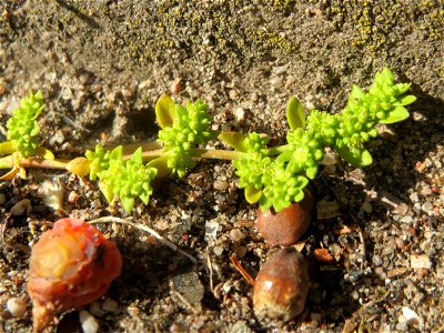 Ritzenbotanik: Kahles Bruchkraut (Herniaria glabra) in Hockenheim