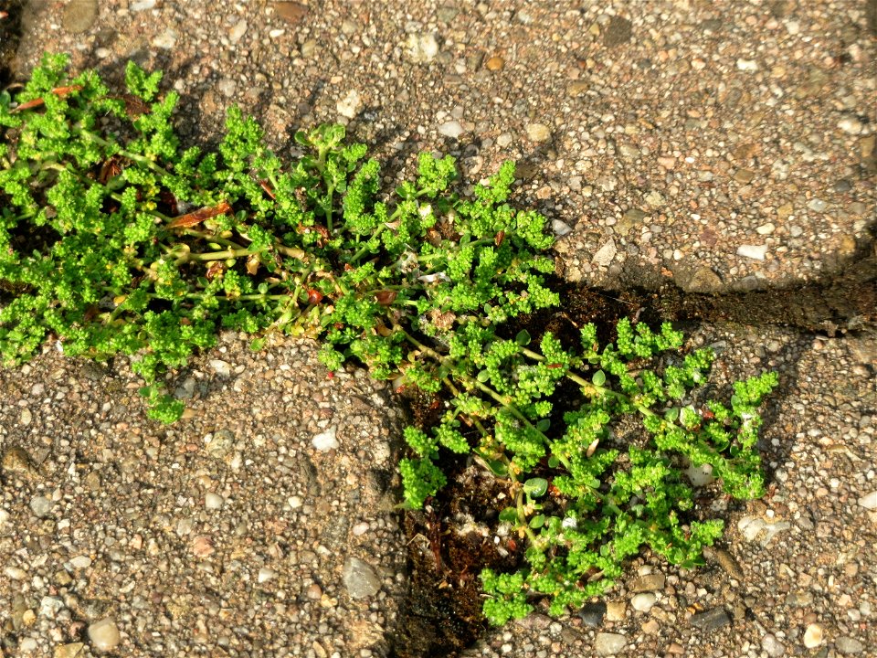 Ritzenbotanik: Kahles Bruchkraut (Herniaria glabra) in Hockenheim - das unscheinbare Nelkengewächst wächst in der Stadt auf Pflastersteinen häufiger als im natürlichen Habitat (offene Sandflächen)