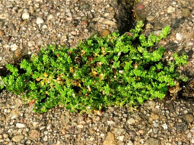 Ritzenbotanik: Kahles Bruchkraut (Herniaria glabra) in Hockenheim - das unscheinbare Nelkengewächst wächst in der Stadt auf Pflastersteinen häufiger als im natürlichen Habitat (offene Sandflächen)