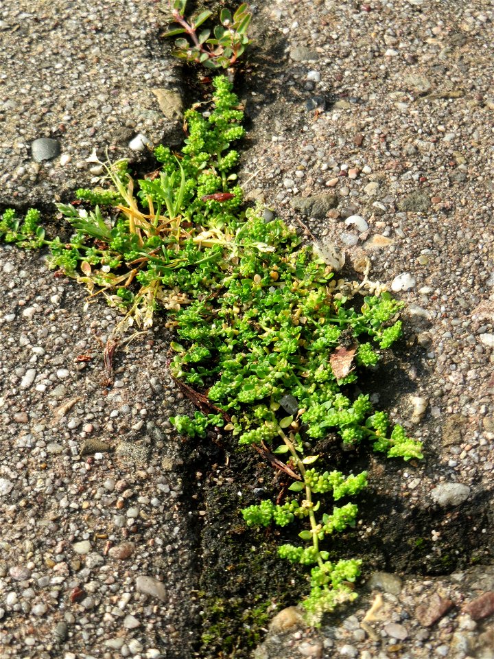 Ritzenbotanik: Kahles Bruchkraut (Herniaria glabra) in Hockenheim - das unscheinbare Nelkengewächs wächst in der Stadt auf Pflastersteinen häufiger als im natürlichen Habitat (offene Sandflächen)