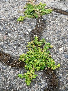 Ritzenbotanik: Kahles Bruchkraut (Herniaria glabra) in Hockenheim
