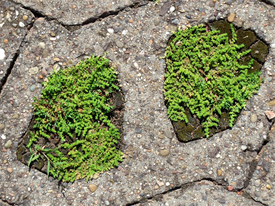 Ritzenbotanik: Kahles Bruchkraut (Herniaria glabra) in Sankt Arnual - häufiger in der Stadt auf Pflastersteinen zu finden als im natürlichen Habitat auf trockenen Sandböden