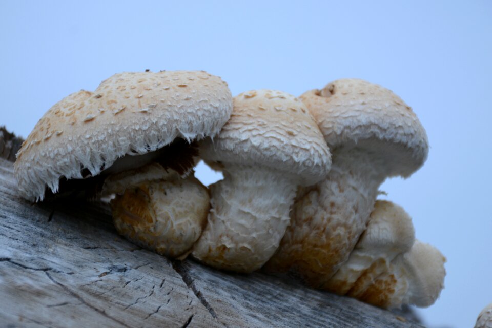Autumn forest mushrooms