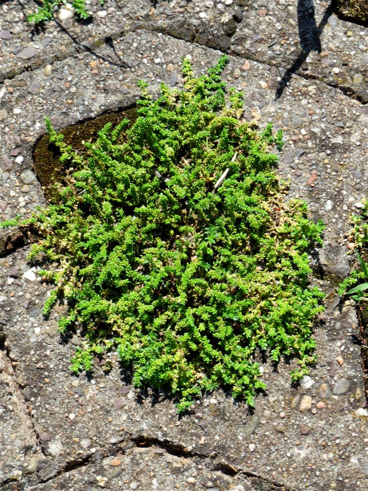 Ritzenbotanik: Kahles Bruchkraut (Herniaria glabra) in Sankt Arnual - häufiger in der Stadt auf Pflastersteinen zu finden als im natürlichen Habitat auf trockenen Sandböden
