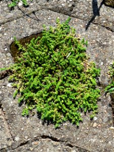 Ritzenbotanik: Kahles Bruchkraut (Herniaria glabra) in Sankt Arnual - häufiger in der Stadt auf Pflastersteinen zu finden als im natürlichen Habitat auf trockenen Sandböden