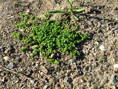 Kahles Bruchkraut (Herniaria glabra) auf einer Brachfläche am Messplatz in Hockenheim