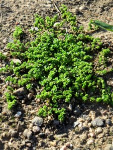 Kahles Bruchkraut (Herniaria glabra) auf einer Brachfläche am Messplatz in Hockenheim