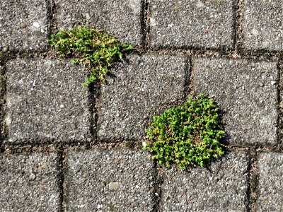 Ritzenbotanik: Kahles Bruchkraut (Herniaria glabra) in Hockenheim - dieses unscheinbare Kraut wächst gerne auf Pflastersteinen