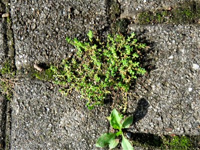 Ritzenbotanik: Kahles Bruchkraut (Herniaria glabra) in Hockenheim - dieses unscheinbare Kraut wächst gerne auf Pflastersteinen