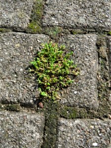 Ritzenbotanik: Kahles Bruchkraut (Herniaria glabra) in Hockenheim - dieses unscheinbare Kraut wächst gerne auf Pflastersteinen