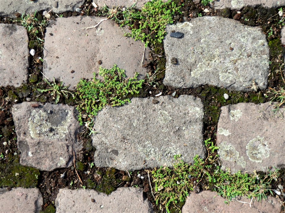 Ritzenbotamik: Kahles Bruchkraut (Herniaria glabra) auf Pflasterstein im Bürgerpark Saarbrücken