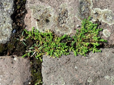 Ritzenbotamik: Kahles Bruchkraut (Herniaria glabra) auf Pflasterstein im Bürgerpark Saarbrücken