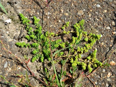 Kahles Bruchkraut (Herniaria glabra) am Bahnhof Schwetzingen