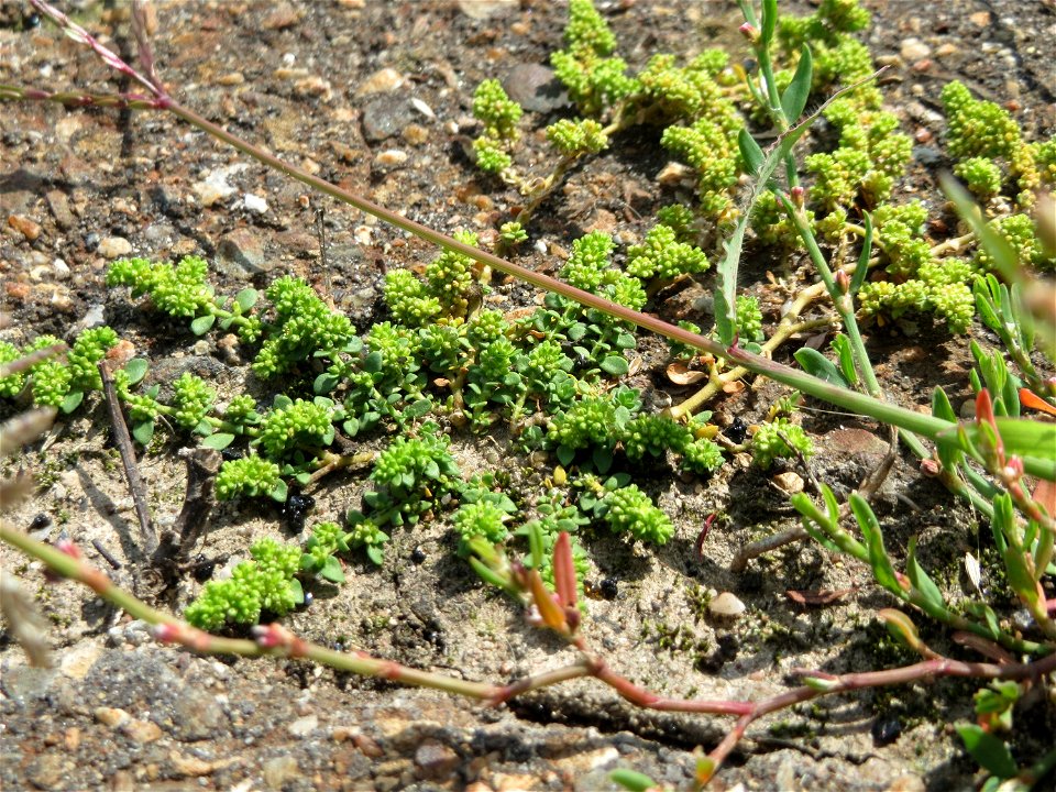 Kahles Bruchkraut (Herniaria glabra) am Bahnhof Schwetzingen