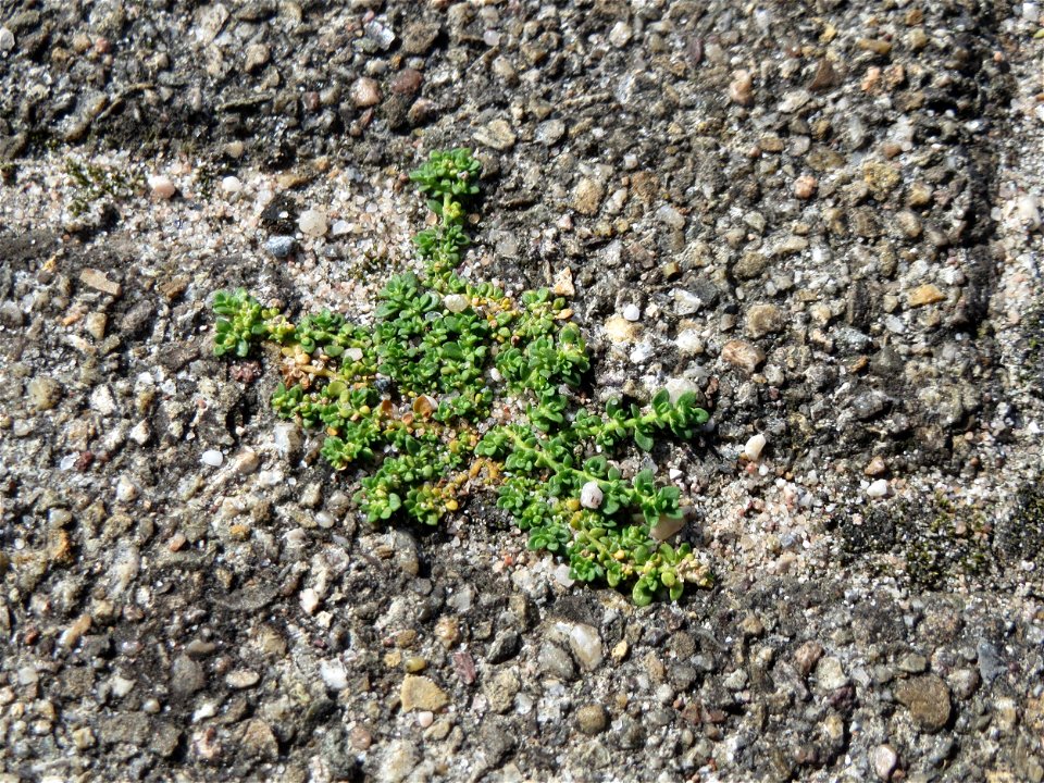 Ritzenbotanik: Kahles Bruchkraut (Herniaria glabra) auf Pflasterstein am Bahnhof Hockenheim
