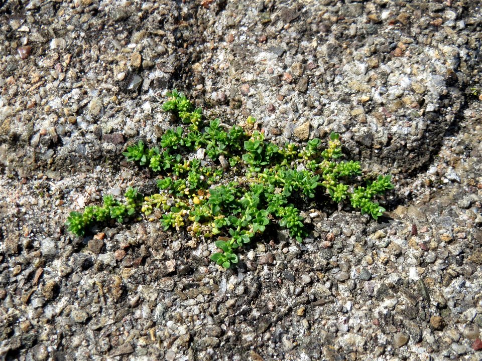 Ritzenbotanik: Kahles Bruchkraut (Herniaria glabra) auf Pflasterstein am Bahnhof Hockenheim