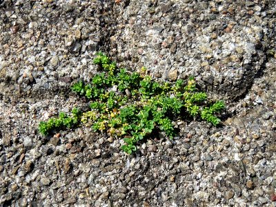Ritzenbotanik: Kahles Bruchkraut (Herniaria glabra) auf Pflasterstein am Bahnhof Hockenheim