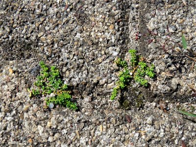 Ritzenbotanik: Kahles Bruchkraut (Herniaria glabra) auf Pflasterstein am Bahnhof Hockenheim