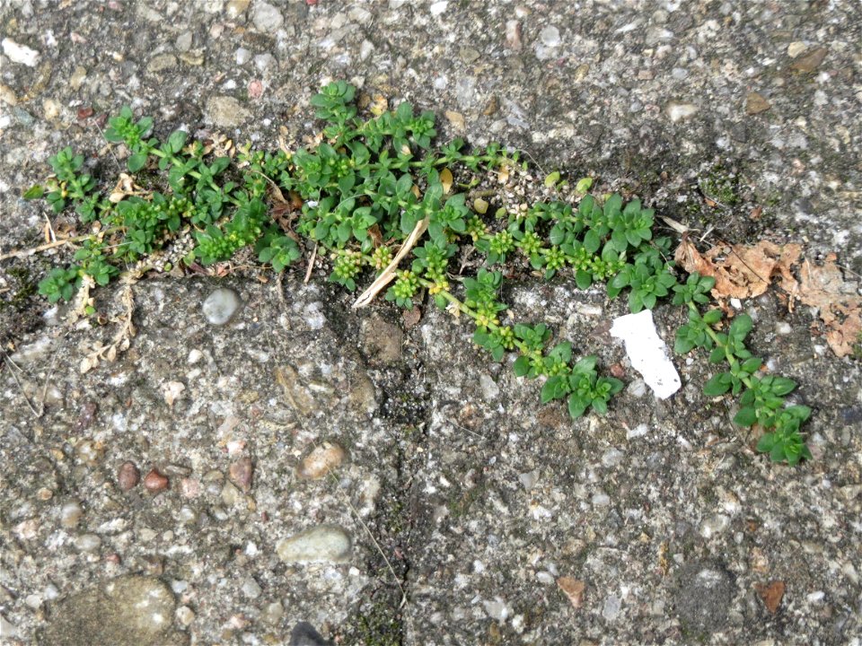 Ritzenbotanik: Kahles Bruchkraut (Herniaria glabra) auf Pflasterstein in der Heidelberger Straße in Schwetzingen